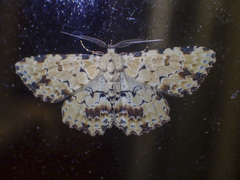 Sandava scitisignata