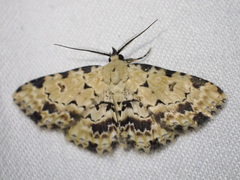 Sandava scitisignata