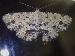 Sandava scitisignata