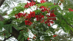 Delonix regia