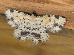 Sandava scitisignata