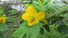 Senna surattensis