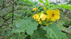 Senna surattensis