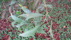 Acacia auriculiformis