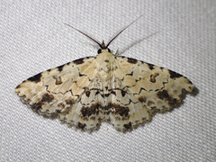 Sandava scitisignata