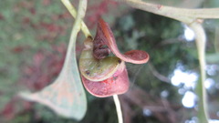Acacia auriculiformis