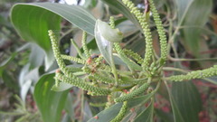 Acacia auriculiformis