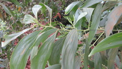 Acacia auriculiformis