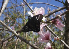 Phocides urania urania