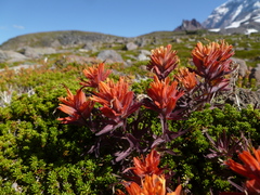 Castilleja rupicola