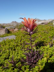 Castilleja rupicola