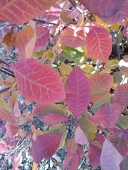 Cotinus