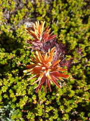 Castilleja rupicola