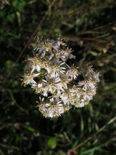 Turczaninovia fastigiata