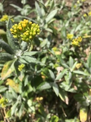 Senecio hypoleucus
