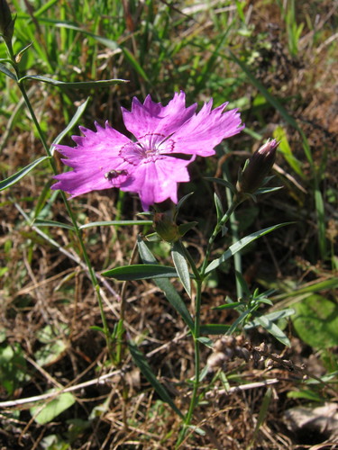 Chinese-pink