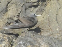 Anous stolidus galapagensis