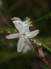 Caesia parviflora parviflora