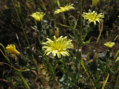 Dahurian oxtongue