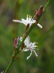 Caesia parviflora parviflora