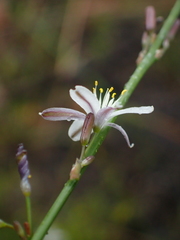 Caesia parviflora parviflora