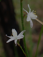 Caesia parviflora parviflora