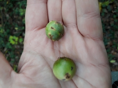 Andricus infectorius