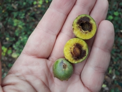 Andricus infectorius