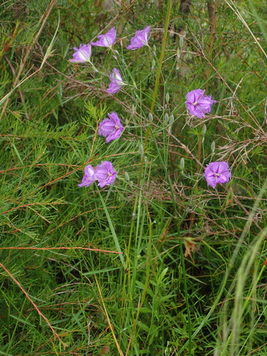 Thysanotus juncifolius (Salisb.) J.H.Willis & Court