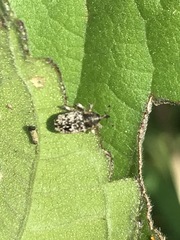 Lepidobaris latisquamis