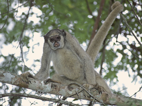 Southern Muriqui
