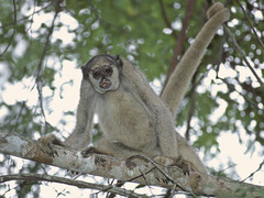 Southern Muriqui photo 2