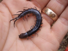 Cormocephalus rubriceps