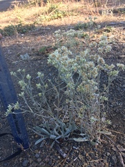 Pseudognaphalium thermale