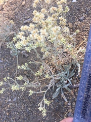 Pseudognaphalium thermale