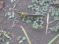 Schistocerca melanocera