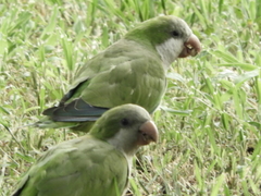 Myiopsitta monachus