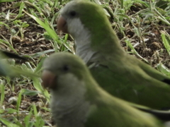 Myiopsitta monachus