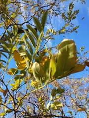 Robinia pseudoacacia