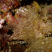 Lacey Scorpionfish - Photo (c) Nick Hobgood, some rights reserved (CC BY-NC-ND), uploaded by Nick Hobgood