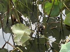 Tachybaptus ruficollis
