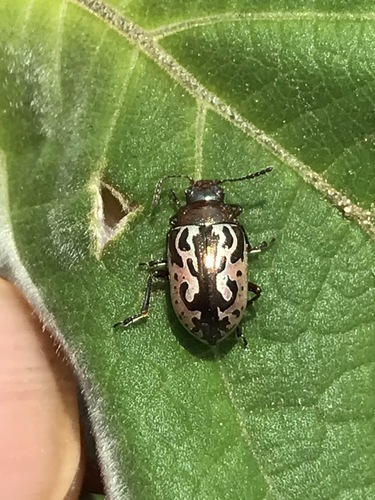 Calligrapha piceicollis