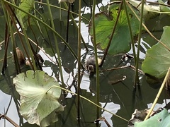 Tachybaptus ruficollis