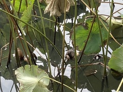 Tachybaptus ruficollis