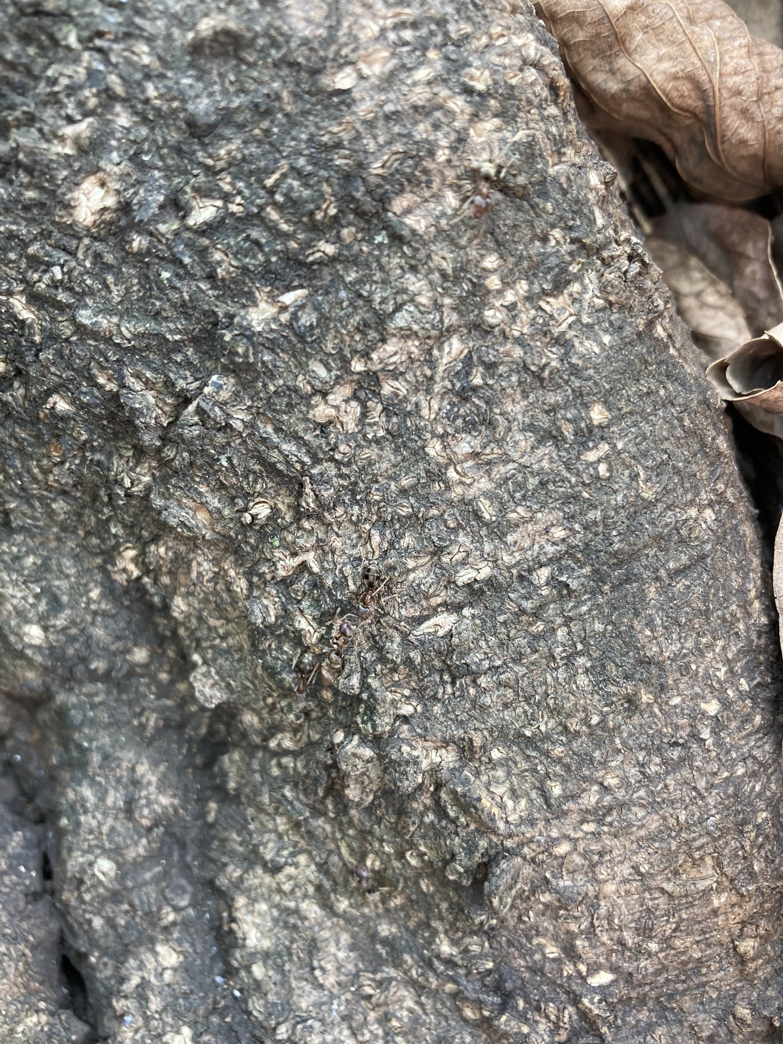 Liometopum sinense