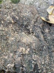 Hymenoptera