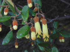 Correa lawrenceana grampiana