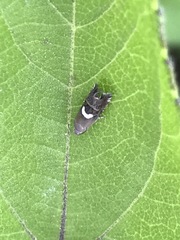 Grapholita fana