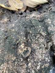 Hymenoptera