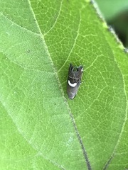 Grapholita fana
